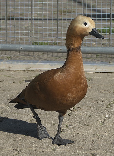 緒波動並非